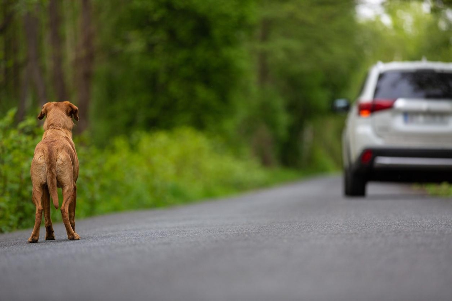 Por que os cães latem para os carros e como evitar que seu cão faça isso | ABC Pneus | Rio de Janeiro
