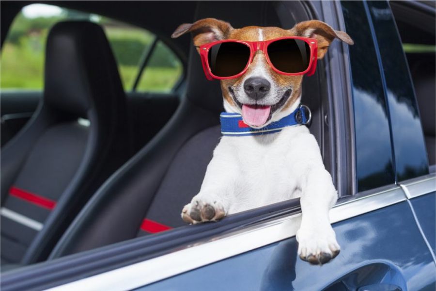 Dicas valiosas para viajar com o pet de carro | ABC Pneus | Rio de Janeiro Dicas valiosas para viajar com o pet de carro | ABC Pneus | Rio de Janeiro